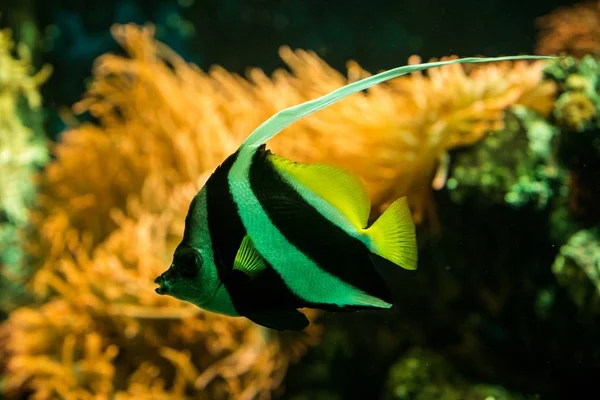 Escolaridade Bannerfish Heniochus Diphreutes Butterflyfish Coral Reef Fish Salt Water — Fotografia de Stock