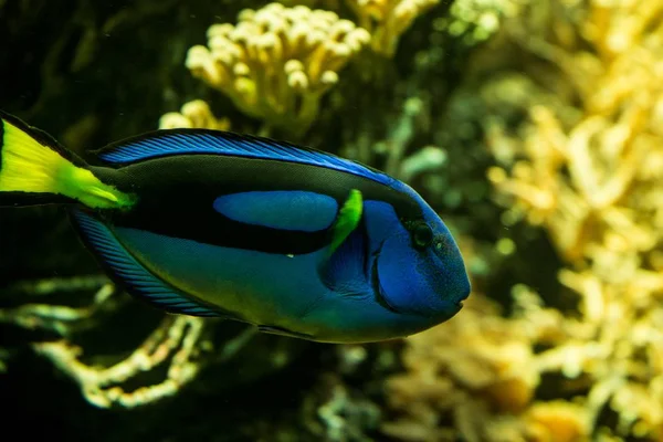 Coral reef fish pacific blue tan paracanthurus hepatus, oral reef fish, Salt water marine fish, beautiful blue fish with yellow tail, tropical corals in background, aquarium, wallpaper