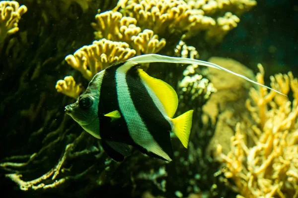 Escolaridade Bannerfish Heniochus Diphreutes Butterflyfish Coral Reef Fish Salt Water — Fotografia de Stock