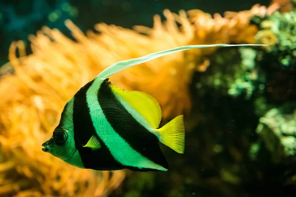 Escolaridade Bannerfish Heniochus Diphreutes Butterflyfish Coral Reef Fish Salt Water — Fotografia de Stock