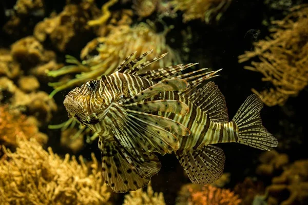 Lionfish Vermelho Pterois Volitans Peixes Recife Coral Venenoso Peixes Marinhos — Fotografia de Stock