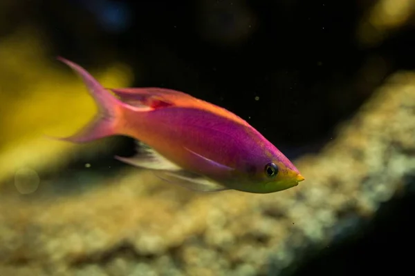Purple Queen Anthias Pseudanthias Tuka Coral Reef Fish Salt Water — Stock Photo, Image