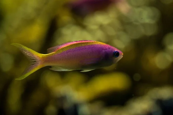 Purple Queen Anthias Pseudanthias Tuka Peixes Recifes Coral Peixes Marinhos — Fotografia de Stock