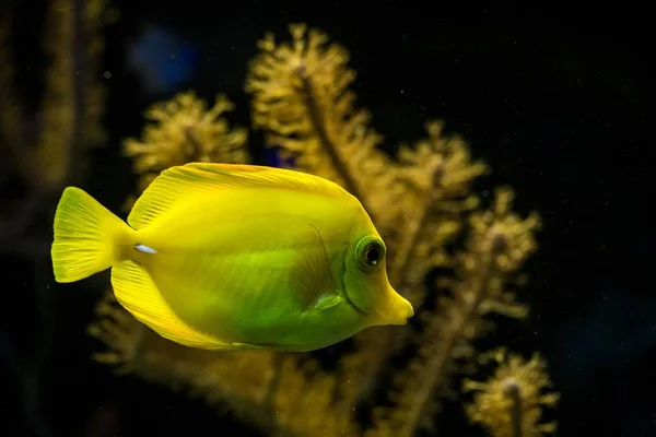 Żółty Tang Zebrasoma Flavescens Rafy Koralowe Ryb Sól Morska Woda — Zdjęcie stockowe