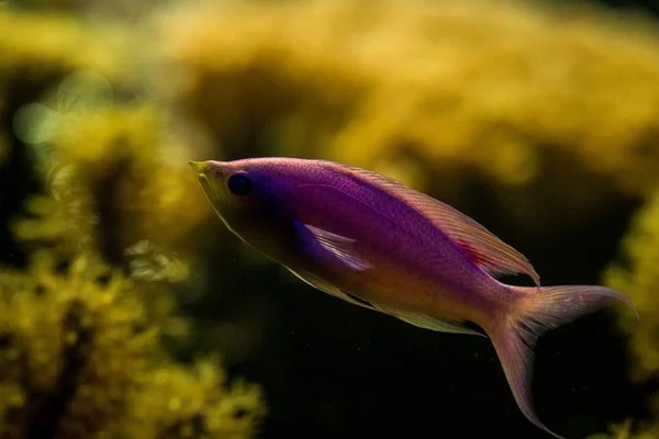 Purple Queen Anthias Pseudanthias Tuka Peixes Recifes Coral Peixes Marinhos — Fotografia de Stock