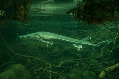 Sturgeon (Ancipenser sturio), taze su balığı, ağaç gövde ve arka planda kökleri ile güzel balık, akvaryum, duvar kağıdı