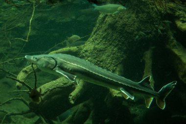 Sturgeon (Ancipenser sturio), taze su balığı, ağaç gövde ve arka planda kökleri ile güzel balık, akvaryum, duvar kağıdı