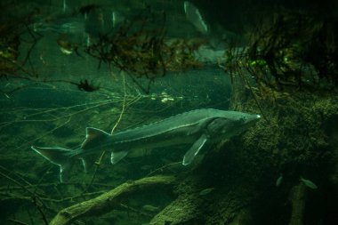 Sturgeon (Ancipenser sturio), taze su balığı, ağaç gövde ve arka planda kökleri ile güzel balık, akvaryum, duvar kağıdı