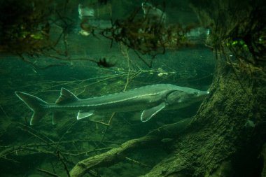 Sturgeon (Ancipenser sturio), taze su balığı, ağaç gövde ve arka planda kökleri ile güzel balık, akvaryum, duvar kağıdı