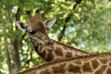 Zürafa (Giraffa Camelopardalis), Afrikalıların hatta çekli toynaklılar memeli, tüm uzanmış arazi yaşayan hayvan türlerinin en yüksek, yeşil yaprakları ile güzel hayvan portre arka planda