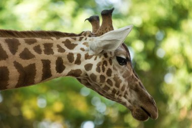 Zürafa (Giraffa Camelopardalis), Afrikalıların hatta çekli toynaklılar memeli, tüm uzanmış arazi yaşayan hayvan türlerinin en yüksek, yeşil yaprakları ile güzel hayvan portre arka planda