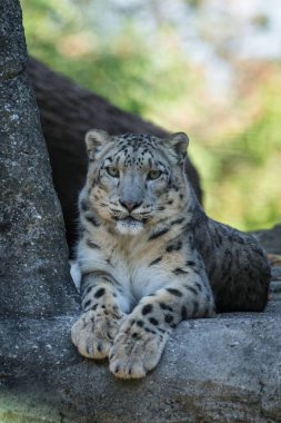 Bir Himalaya Kar leoparı (Panthera uncia) bir kaya üzerinde salonlar, hayvanat bahçesinde esir güzel Irbis, Afganistan ve Pakistan Ulusal miras hayvan, taş üzerinde dinlenme sahip zarif kedi
