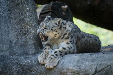 Bir Himalaya Kar leoparı (Panthera uncia) bir kaya üzerinde salonlar, hayvanat bahçesinde esir güzel Irbis, Afganistan ve Pakistan Ulusal miras hayvan, dişleri gösteren zarif kedi