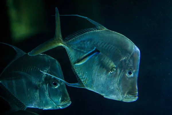 Lookdown Selene Vomer Aquário Tropical Com Peixes Peixes Marinhos Água — Fotografia de Stock