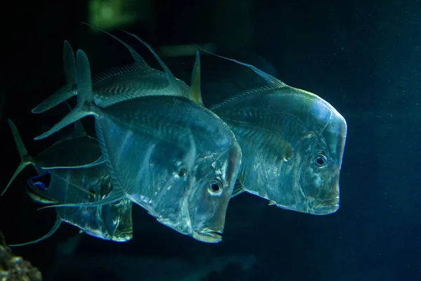 塞琳呕吐 热带水族馆与鱼 盐水海鱼 有趣的美国鱼 — 图库照片