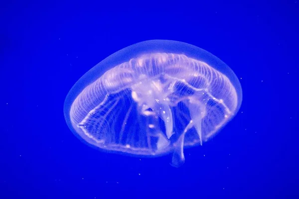 这种常见的水母种分布在大西洋 印度洋和太平洋 水母分布在清澈的蓝色背景下的水族馆里 — 图库照片