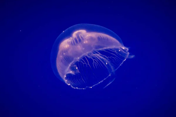 Jellyfish Aurelia Aurita Ten Powszechny Gatunek Meduzy Znajduje Się Oceanie — Zdjęcie stockowe