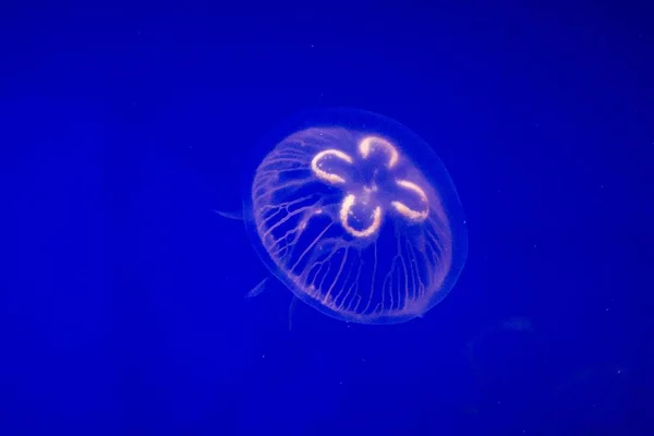 Jellyfish Aurelia Aurita Ten Powszechny Gatunek Meduzy Znajduje Się Oceanie — Zdjęcie stockowe