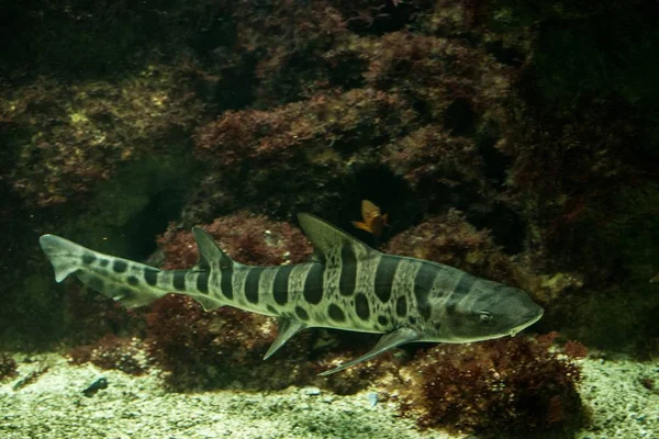 Rekin Leopard Triakis Semifasciata Rafy Koralowe Ryb Salt Water Fish — Zdjęcie stockowe