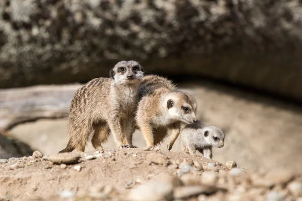 Suricate Suricate Suricata Suricatta Est Une Petite Famille Carnivores Meercat — Photo