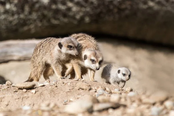 Suricate Suricate Suricata Suricatta Est Une Petite Famille Carnivores Meercat — Photo