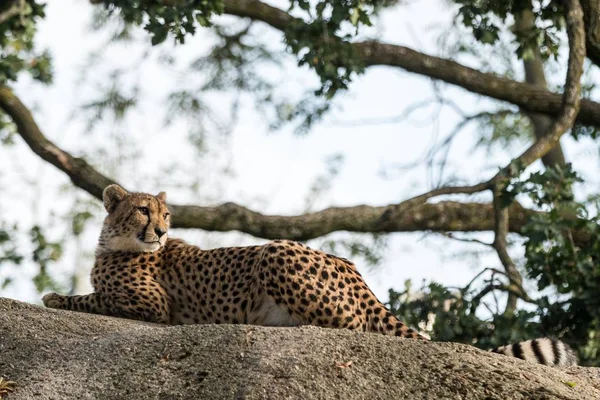 Salons Guépard Acinonyx Jubatus Sur Rocher Beau Chat Captivité Zoo — Photo