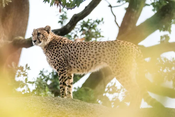 Salons Guépard Acinonyx Jubatus Sur Rocher Beau Chat Captivité Zoo — Photo