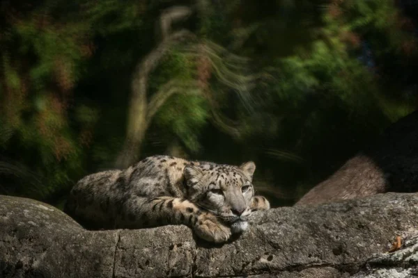 Léopard Des Neiges Himalaya Panthera Uncia Prélasse Sur Rocher Beaux — Photo