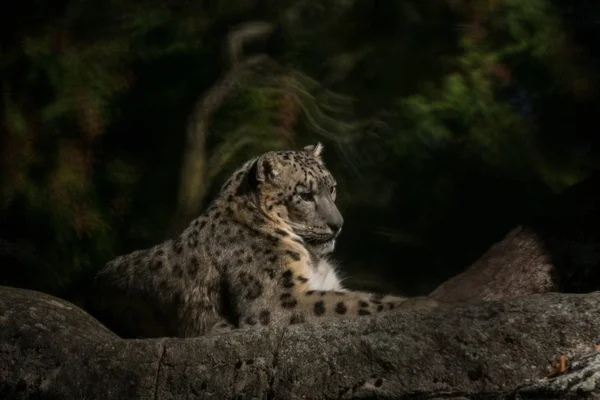 Léopard Des Neiges Himalaya Panthera Uncia Prélasse Sur Rocher Beaux — Photo