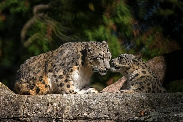 Léopard Des Neiges Himalaya Panthera Uncia Prélasse Sur Rocher Beaux — Photo