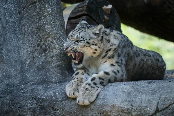 Leopardo Neve Himalaia Panthera Uncia Salta Sobre Uma Rocha Belos — Fotografia de Stock