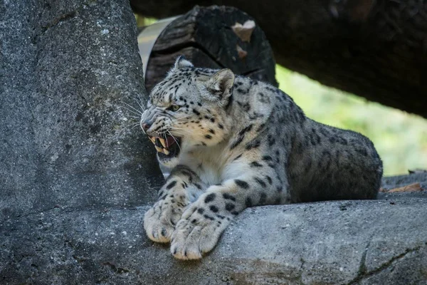 Léopard Des Neiges Himalaya Panthera Uncia Prélasse Sur Rocher Beaux — Photo