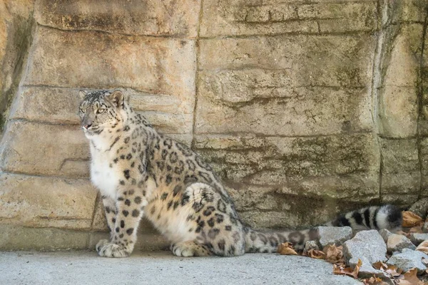 Léopard Des Neiges Himalaya Panthera Uncia Prélasse Sur Rocher Beaux — Photo