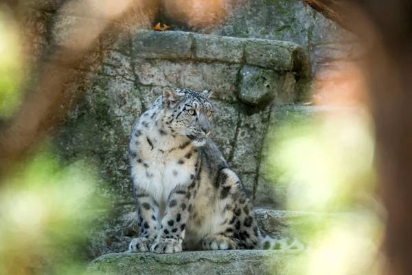 Léopard Des Neiges Himalaya Panthera Uncia Prélasse Sur Rocher Beaux — Photo