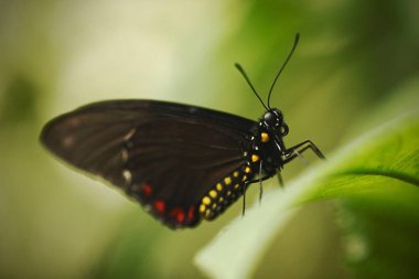 Güzel kelebek bir yaz bahçesinde yeşil arka plana karşı çiçek oturan, doğa Habitat güzel böcek, Brezilya Amazon gelen yaban hayatı, Güney Amerika