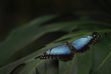 Güzel kelebek mavi Morpho yeşil karşı çiçek oturan 