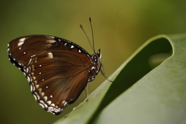 Güzel kelebek mavi Morpho bir yaz bahçesinde yeşil arka plana karşı çiçek oturan, doğa Habitat güzel böcek, Brezilya Amazon gelen yaban hayatı, Güney Amerika