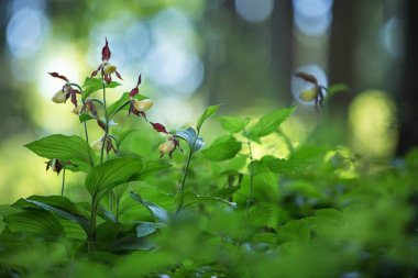 Güzel Lady 's terlik orkide çiçek doğal arka plan ile ormanda büyümek, duvar kağıdı doğal çekim makro, kartpostal güzellik ve tarım fikir kavramı çiçek tasarım, Almanya
