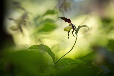 Güzel Lady 's terlik orkide çiçek doğal arka plan ile ormanda büyümek, duvar kağıdı doğal çekim makro, kartpostal güzellik ve tarım fikir kavramı çiçek tasarım, Almanya