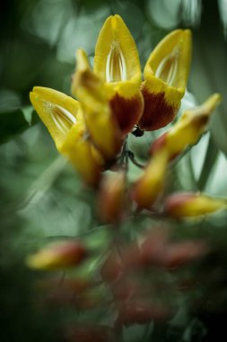 Güzel orkide çiçek doğal arka plan ile tropikal bahçede büyümek, duvar kağıdı doğal çekim makro, kartpostal güzellik ve tarım fikir kavramı çiçek tasarım, güzel çiçek Bloom