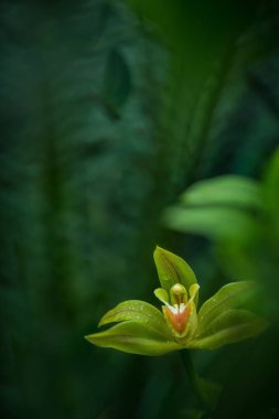 Güzel orkide çiçek doğal arka plan ile tropikal bahçede büyümek, duvar kağıdı doğal çekim makro, kartpostal güzellik ve tarım fikir kavramı çiçek tasarım, güzel çiçek Bloom