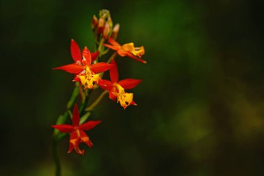 Güzel orkide çiçek doğal arka plan ile tropikal bahçede büyümek, duvar kağıdı doğal çekim makro, kartpostal güzellik ve tarım fikir kavramı çiçek tasarım, güzel çiçek Bloom