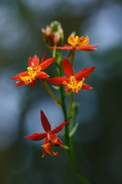Güzel orkide çiçek doğal arka plan ile tropikal bahçede büyümek, duvar kağıdı doğal çekim makro, kartpostal güzellik ve tarım fikir kavramı çiçek tasarım, güzel çiçek Bloom