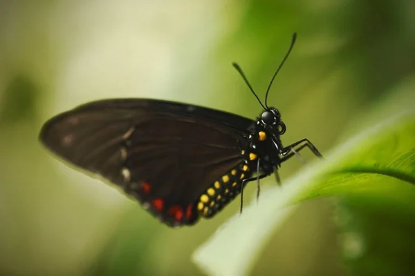 Beautiful butterfly sitting on flower against green background in a summer garden,beautiful insect in the nature habitat, wildlife from Amazon in Brazil, South America — Stock Photo, Image