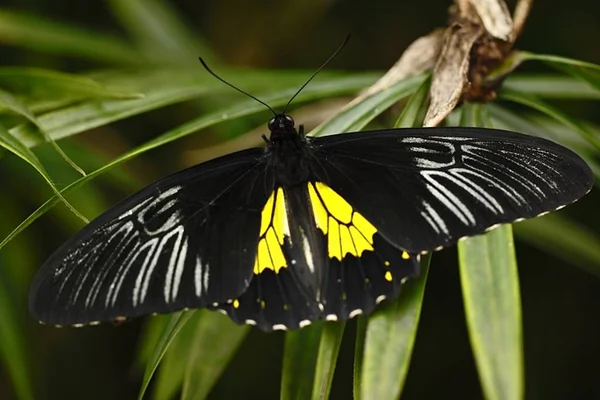 Bela borboleta sentada em flor contra fundo verde em um jardim de verão, belo inseto no habitat da natureza, vida selvagem da Amazônia no Brasil, América do Sul — Fotografia de Stock