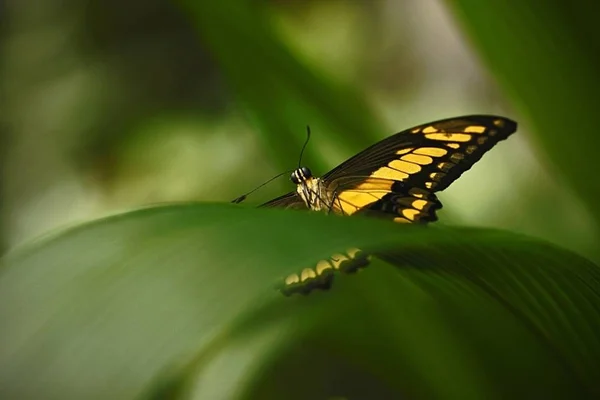 Hermosa mariposa sentada en flor sobre fondo verde en un jardín de verano, hermoso insecto en el hábitat natural, vida silvestre de Amazonas en Brasil, América del Sur — Foto de Stock