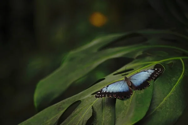 Beautiful butterfly Blue morpho sitting on flower against green background in a summer garden, beautiful insect in the nature habitat, wildlife from Amazon in Brazil, South America — стоковое фото