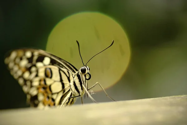 Piękny motyl siedzi na kwiat przed zielonym tle i — Zdjęcie stockowe