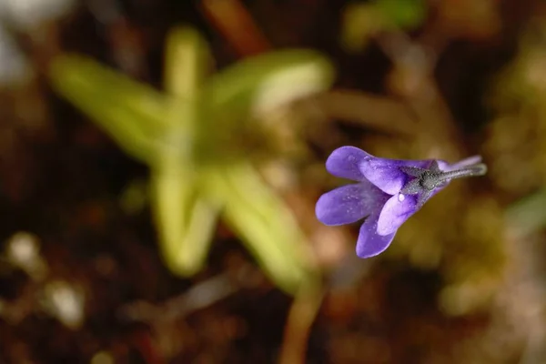 Красиві фіолетові квіти ростуть в лісі з природним фоном, шпалери природного макро крупним планом, листівки красу і сільське господарство ідея концепція квітковий дизайн, Норвегія — стокове фото