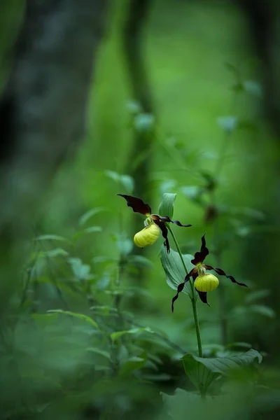 Schöne Frauenschuh-Orchideenblume wächst im Wald mit natürlichem Hintergrund, Tapete natürliche Nahaufnahme Makro, Postkarte Schönheit und Landwirtschaft Konzept florales Design, Deutschland — Stockfoto